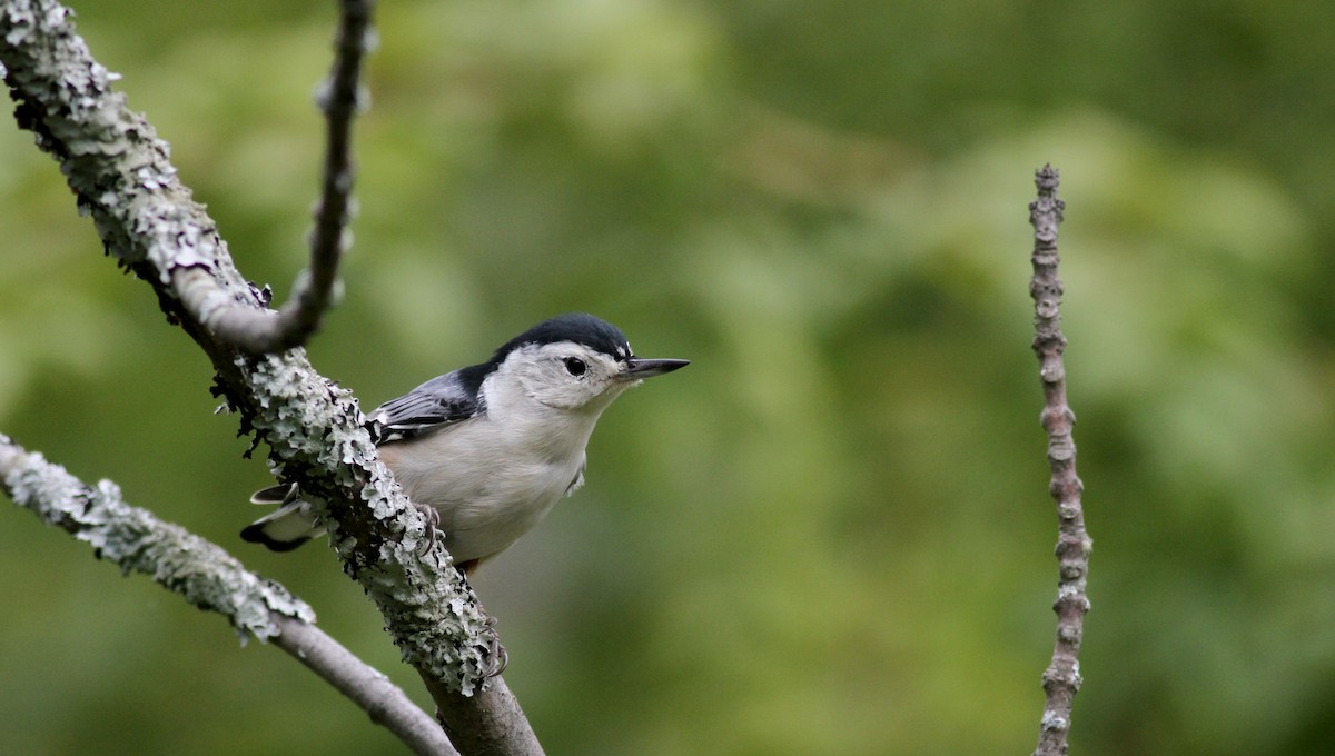 White-breasted Nuthatch - ML20438291