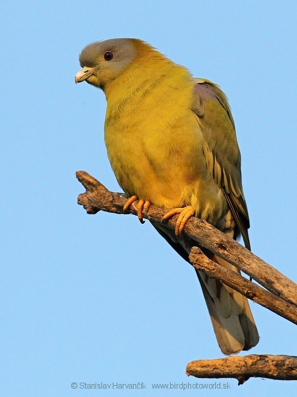Yellow-footed Green-Pigeon - ML204383191