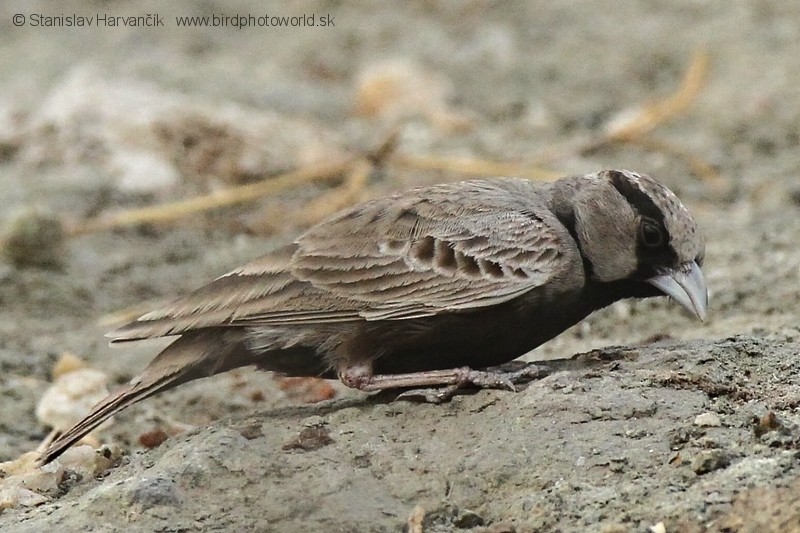 Ashy-crowned Sparrow-Lark - Stanislav Harvančík