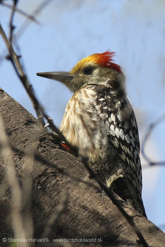 Yellow-crowned Woodpecker - Stanislav Harvančík