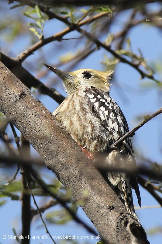 Yellow-crowned Woodpecker - ML204383551