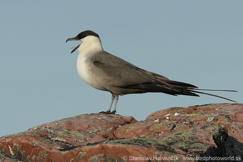Long-tailed Jaeger - ML204383651