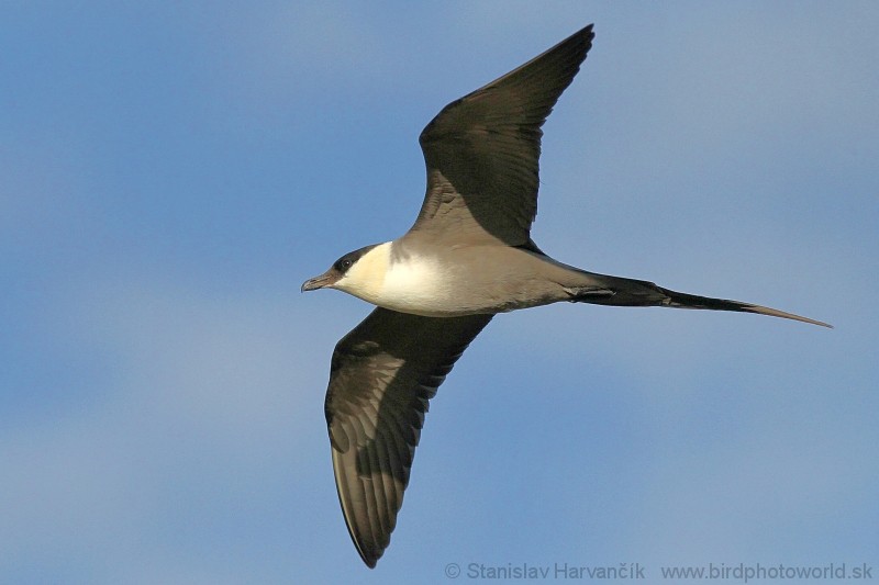 Long-tailed Jaeger - ML204383661