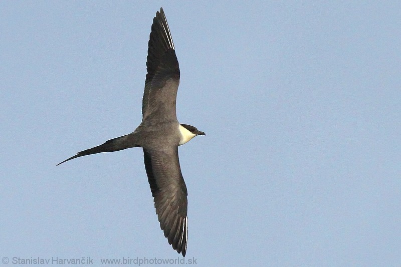 Long-tailed Jaeger - ML204383671