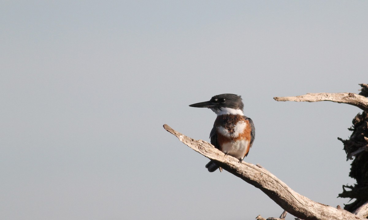 Belted Kingfisher - ML20438411