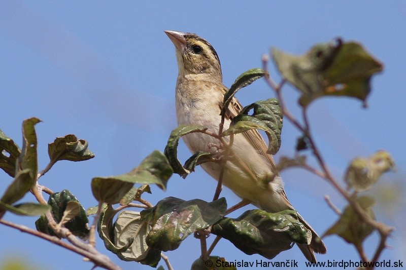 Yellow-throated Bush Sparrow - ML204384191