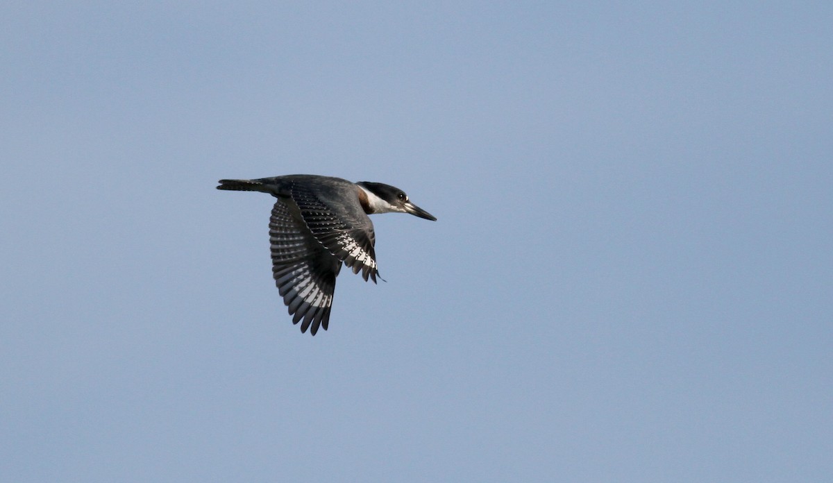 Belted Kingfisher - ML20438421