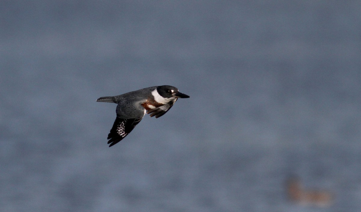 Belted Kingfisher - ML20438431