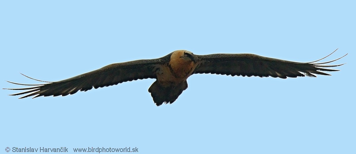 Bearded Vulture (Eurasian) - Stanislav Harvančík
