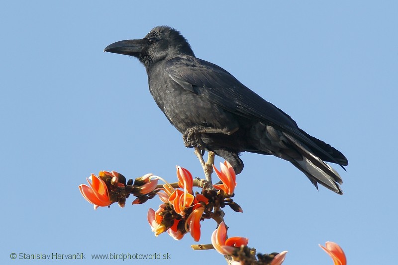 Large-billed Crow (Indian Jungle) - Stanislav Harvančík