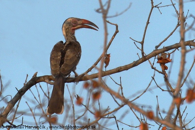 Southern Red-billed Hornbill - Stanislav Harvančík