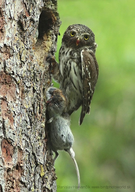 Eurasian Pygmy-Owl - Stanislav Harvančík