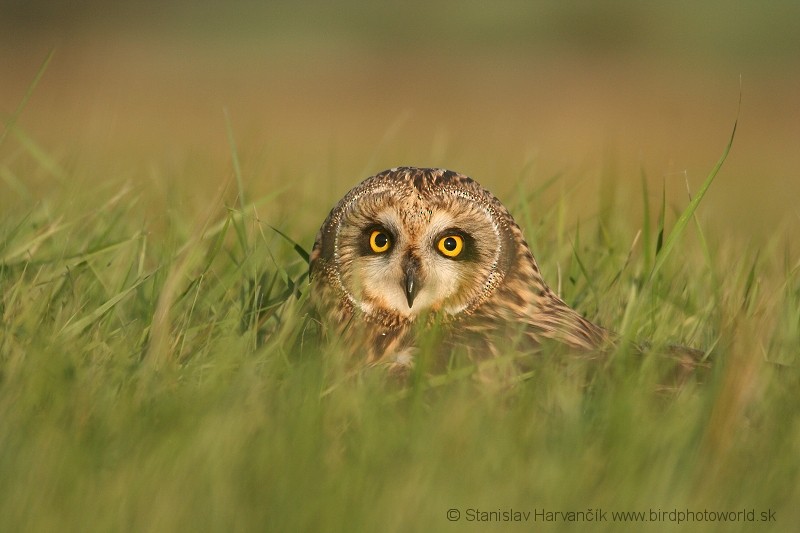 Short-eared Owl (Northern) - Stanislav Harvančík
