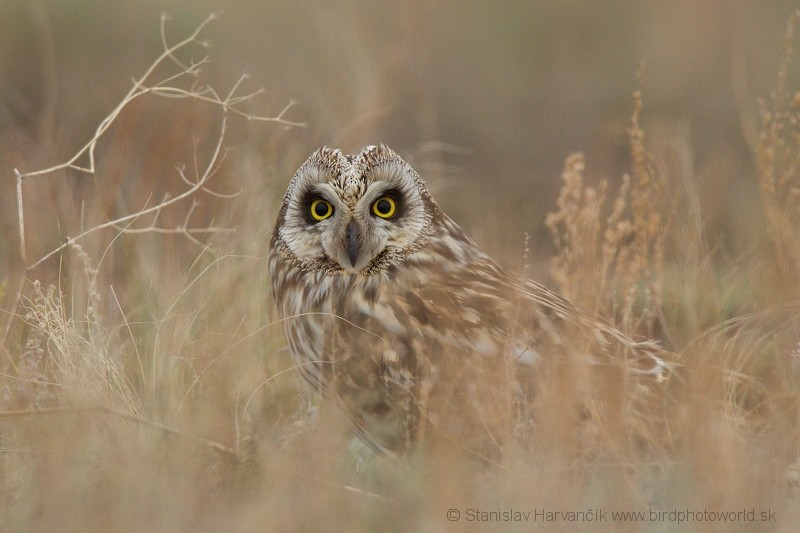 Short-eared Owl (Northern) - Stanislav Harvančík