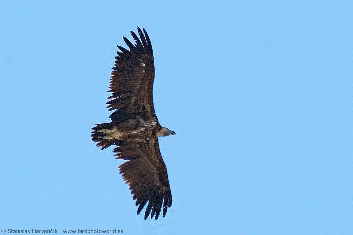 Lappet-faced Vulture - ML204386671