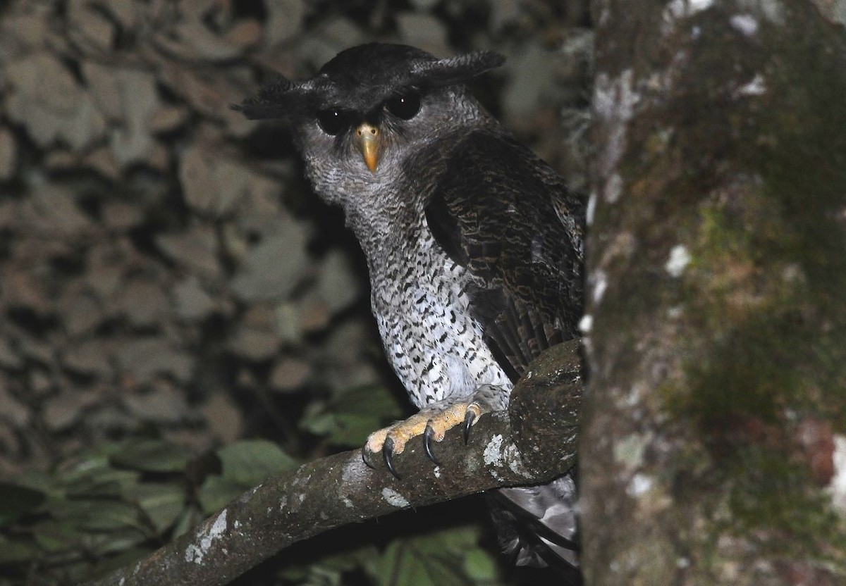 Barred Eagle-Owl - Jacques Erard