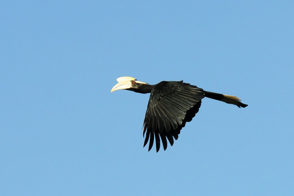 Black Hornbill - Jacques Erard