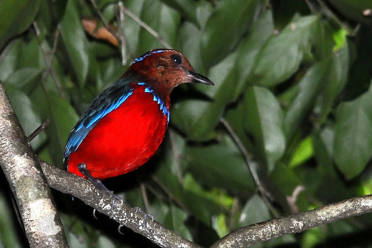 Blue-banded Pitta - Jacques Erard