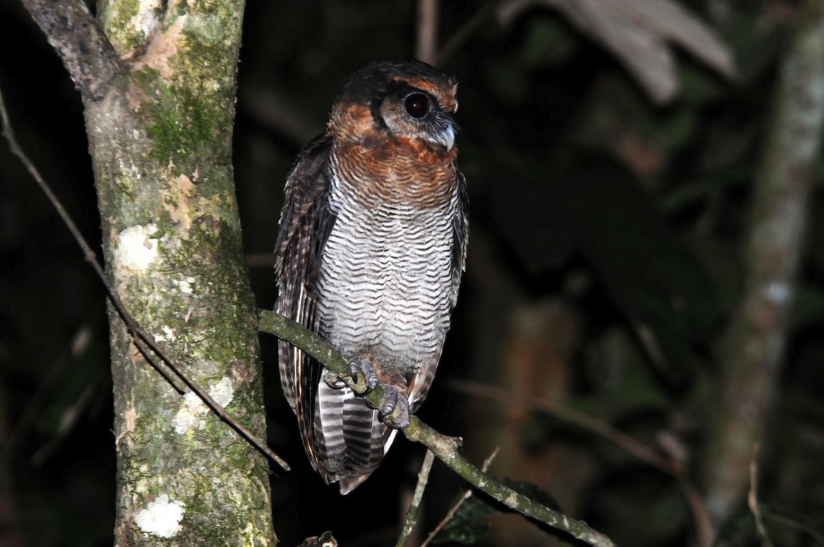 Brown Wood-Owl (Bornean) - ML204387151