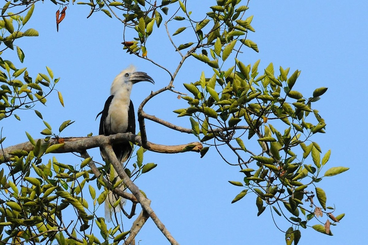 White-crowned Hornbill - Jacques Erard