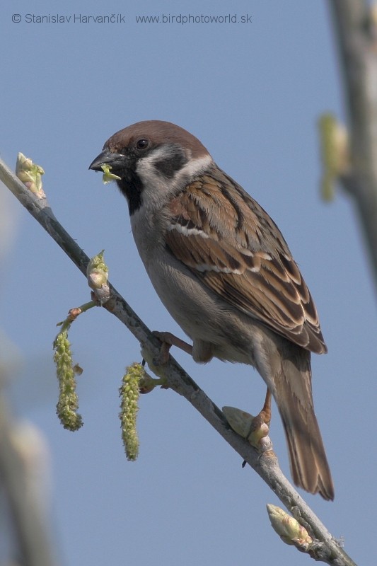 Eurasian Tree Sparrow - Stanislav Harvančík