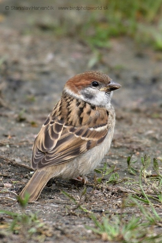 Eurasian Tree Sparrow - ML204387521