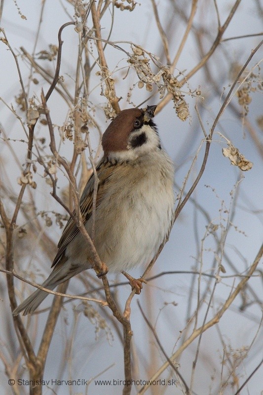 Eurasian Tree Sparrow - Stanislav Harvančík