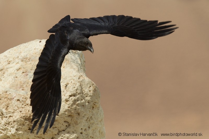 Fan-tailed Raven - Stanislav Harvančík