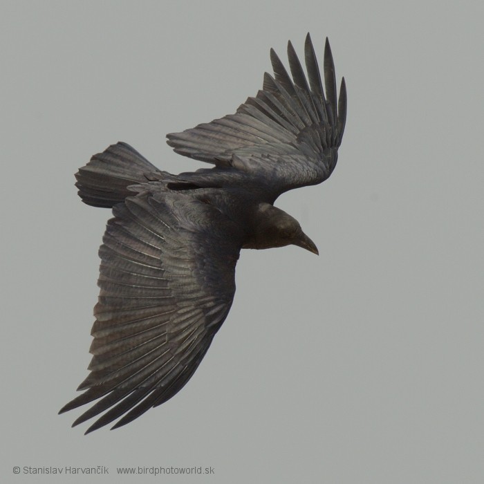 Fan-tailed Raven - ML204387911