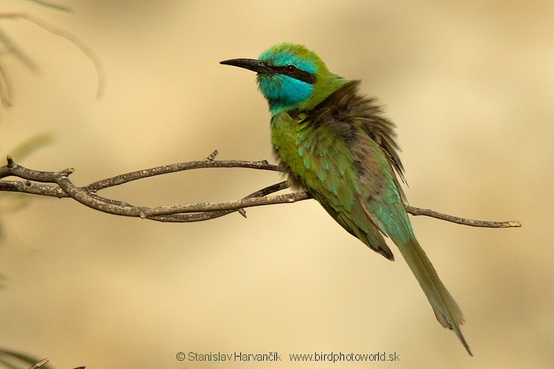 Arabian Green Bee-eater - ML204388391