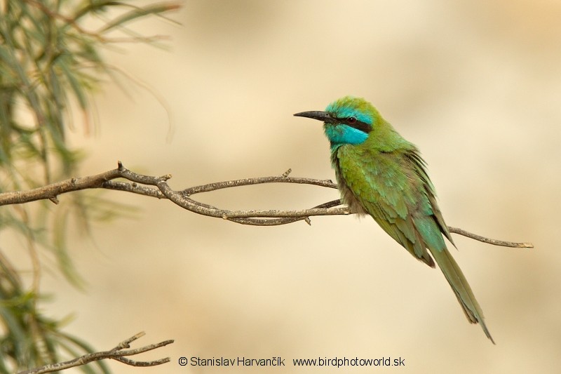 Arabian Green Bee-eater - ML204388401