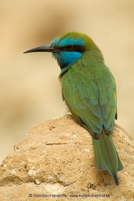 Arabian Green Bee-eater - Stanislav Harvančík