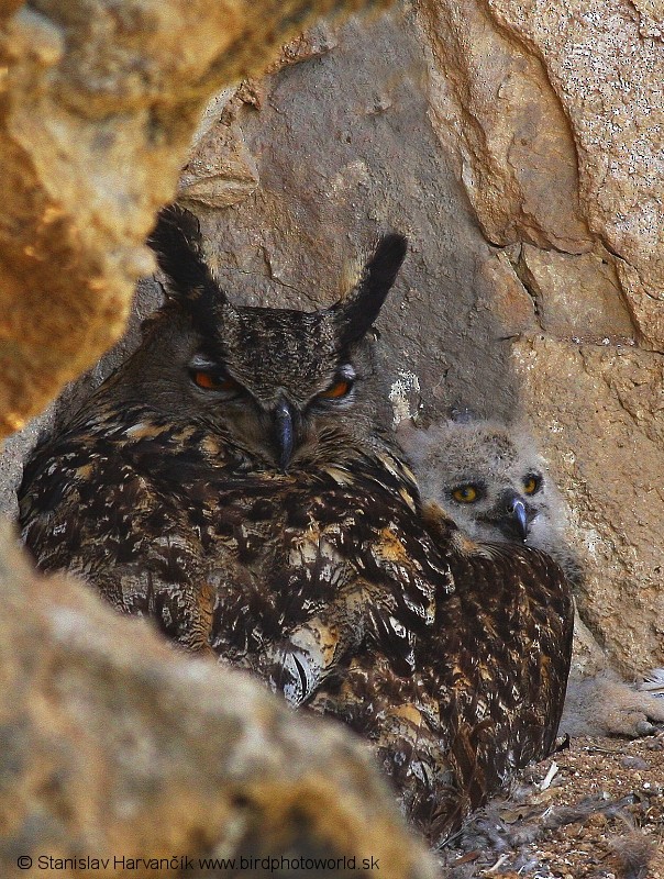 Eurasian Eagle-Owl - ML204388761