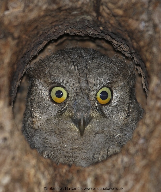 Eurasian Scops-Owl - Stanislav Harvančík