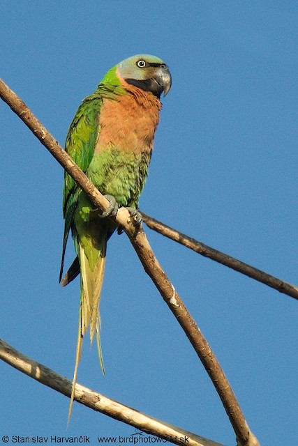 Rose hot sale breasted parakeet