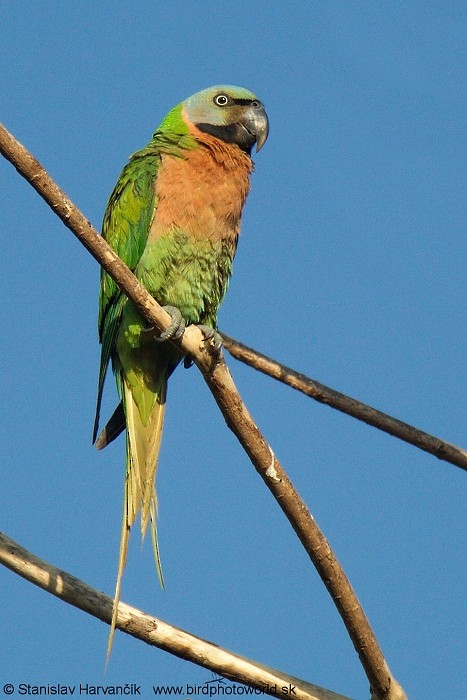 Red-breasted Parakeet - ML204389171