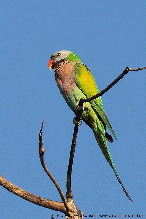 Red-breasted Parakeet - ML204389181