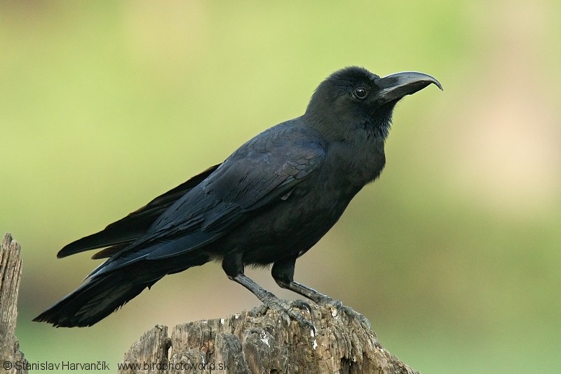 Large-billed Crow (Eastern) - Stanislav Harvančík