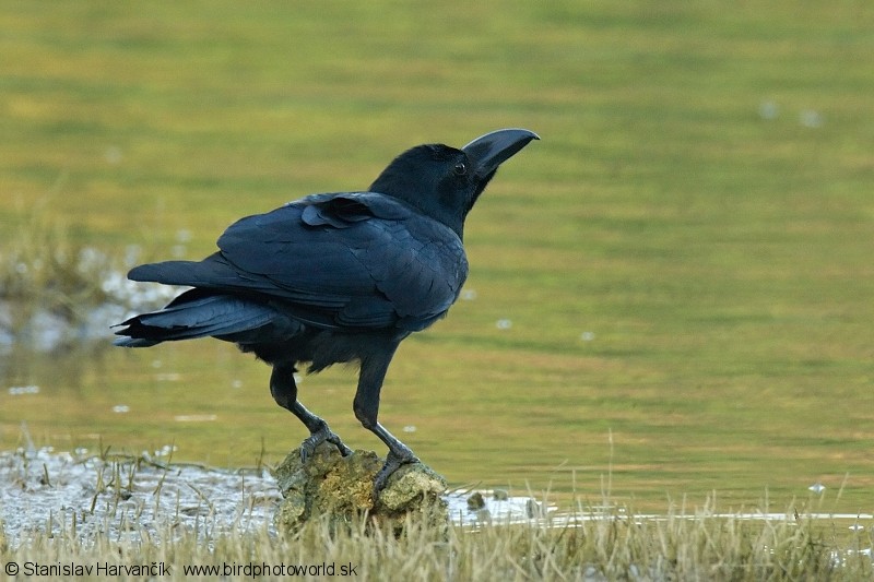 Large-billed Crow (Eastern) - Stanislav Harvančík
