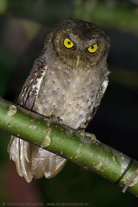 Andaman Scops-Owl - Stanislav Harvančík