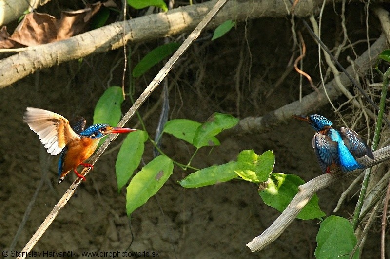 Blue-eared Kingfisher - ML204389641
