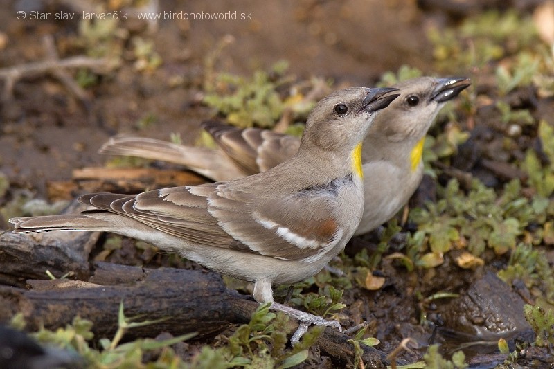 Yellow-throated Sparrow - Stanislav Harvančík