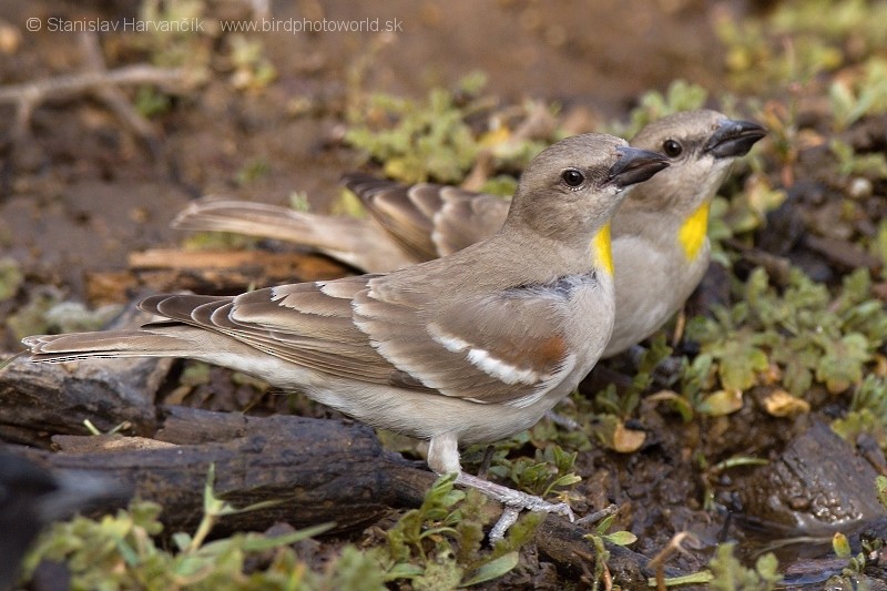 Yellow-throated Sparrow - Stanislav Harvančík