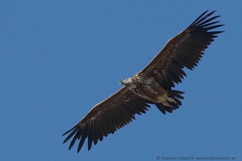 Lappet-faced Vulture - ML204391011