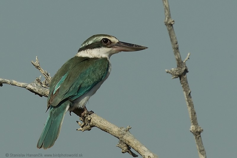 Collared Kingfisher (Arabian) - Stanislav Harvančík