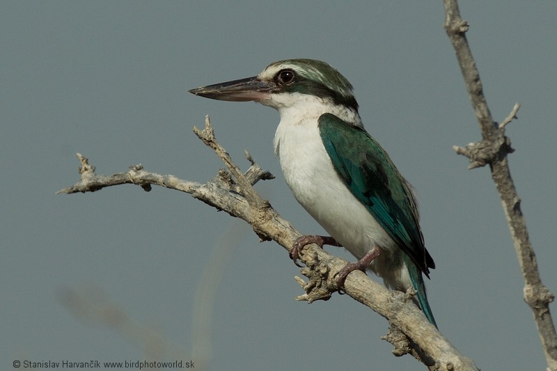 Collared Kingfisher (Arabian) - ML204391081
