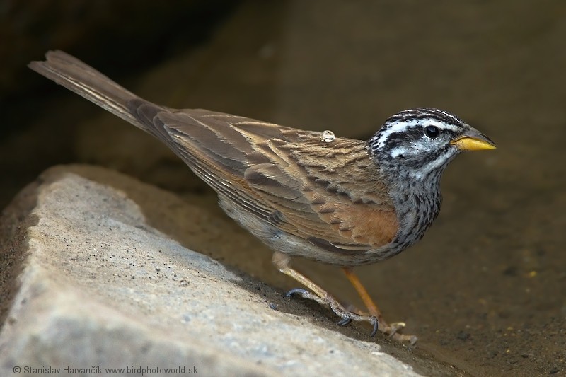 Striolated Bunting - ML204391151