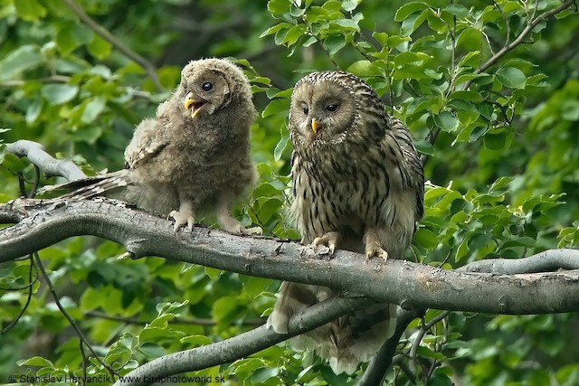 Adult and chick. - Ural Owl - 