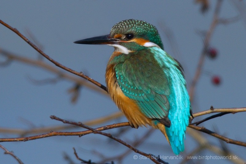 Common Kingfisher - ML204392181