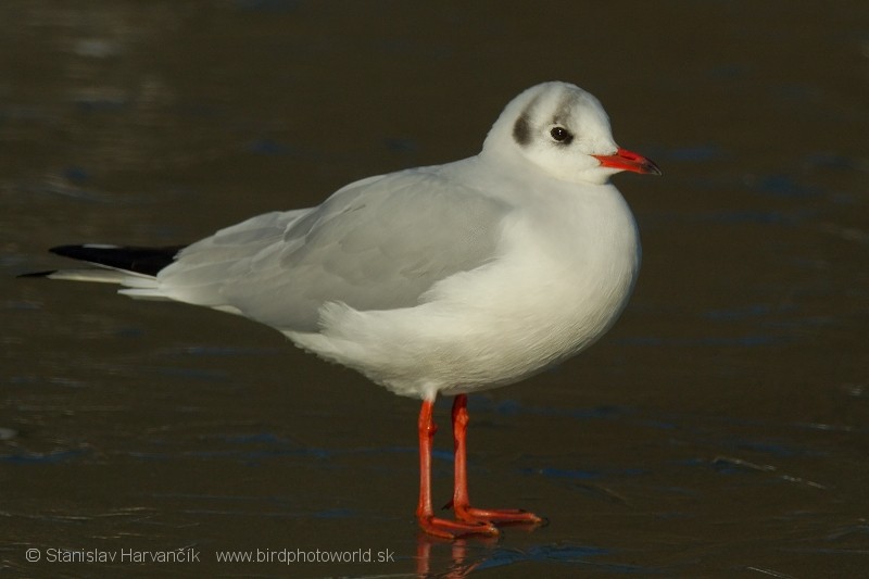Mouette rieuse - ML204392191
